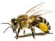 Пчеловодство в Бахчисарае