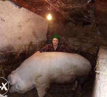 Продаются элитные поросята - Сельхоз животные в Крыму