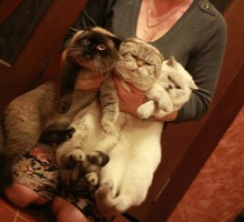 Предлагаюся коты на вязку с прекрасной родословной - Вязка в Севастополе