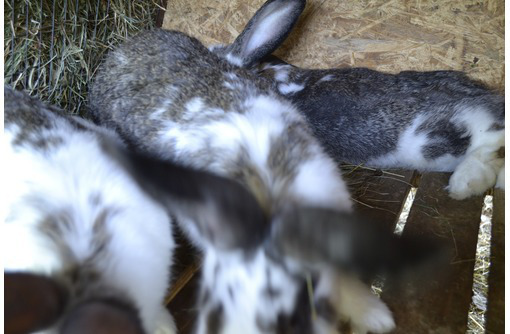 Продам Кроликов 1,5-4 месяца на племя - Сельхоз животные в Бахчисарае