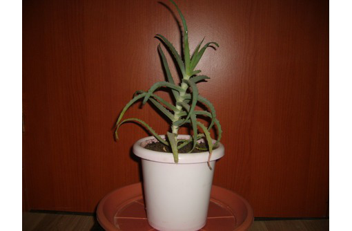 Продам лечебное растение АЛОЭ - Комнатные растения в Севастополе