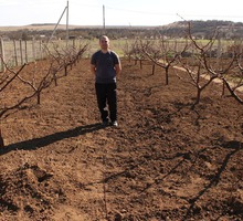 Обрезка деревьев плодовых,винограда и кустарников. - Сельхоз услуги в Крыму