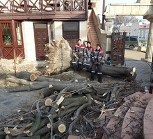 ​Спил и обрезка деревьев в Крыму – полный комплекс услуг, в том числе работа с аварийными деревьями - Ландшафтный дизайн в Феодосии