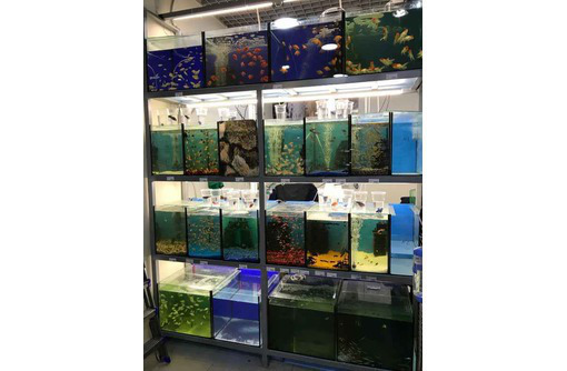 Обслуживание аквариумов, ремонт и изготовление - Аквариумные рыбки в Севастополе