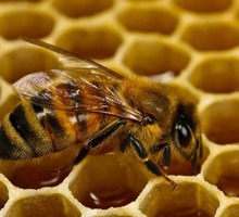 Пчеломатки Карпатка Карника 500 - Пчеловодство в Бахчисарае