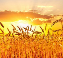 Обеззараживание зерна и зерновых методом газации препаратами фосфина - Сельхоз услуги в Крыму