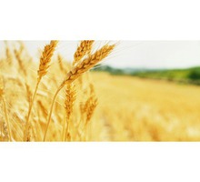 Защита зерна и зерновых продуктов от вредителей, фумигация и влажная дезинсекция - Сельхоз услуги в Крыму