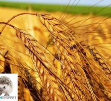 Борьба с вредителями хлебных запасов - Сельхоз услуги в Крыму