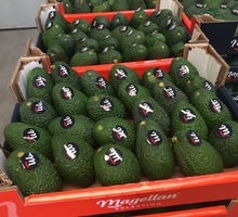 Продаем авокадо из Испании - Продукты питания в Крыму