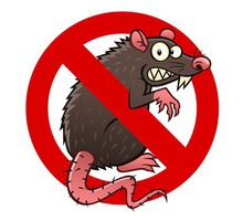 Уничтожение крыс и мышей! Качественно, не дорого, безопасно для домашних животных! Жмите!! - Клининговые услуги в Севастополе