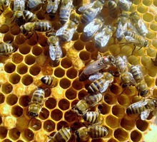 Пчелы, пчеломатки Карника - Пчеловодство в Симферополе