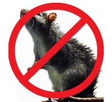 На Вашем участке завелись крысы или полевки? Или Вас беспокоит домовая мышь? Звоните нам!Эффект 100% - Клининговые услуги в Бахчисарае