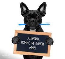 Ультразвуковая чистка зубов - Ветеринарные услуги в Севастополе