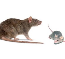 Дератизация уничтожение грызунов:крыс и мышей! Профессионально! Безопасно! Гарантия! Анонимно! Жмите - Клининговые услуги в Феодосии