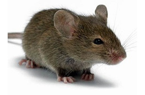 Уничтожение мышей: дератизация! Чем опасно появление мышей в доме! Работаем на результат! Жмите! - Клининговые услуги в Алупке