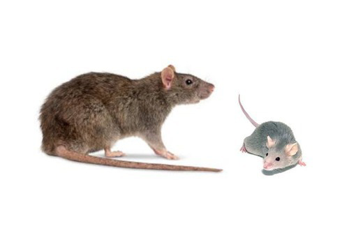 Борьба с крысами: уничтожение крыс-дератизация! Почему важно уничтожение крыс:опасность для человека - Клининговые услуги в Алупке