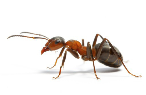Как избавиться от муравьев в Алупке быстро, эффективно, безопасно, с гарантией? Звоните нам! - Клининговые услуги в Алупке