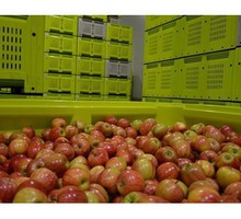 Монтаж холодильных агрегатов для яблок в Крыму - Услуги в Старом Крыму