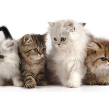 Услуги грумера. Салон красоты для кошек и собак - Груминг-стрижки в Крыму