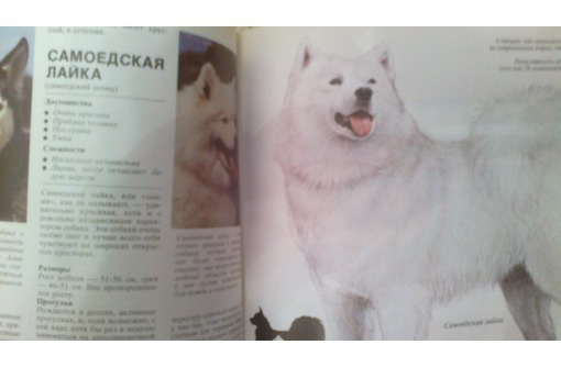 Продам в Севастополе справочную книгу: Ваша собака. Автор Джоан Палмер (Великобритания) - Книги в Севастополе