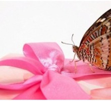 Продажа живых тропических бабочек #Салют из #бабочек - Свадьбы, торжества в Бахчисарае