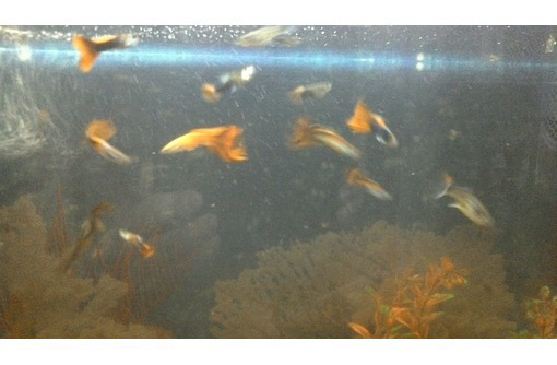 Продам аквариумных рыбок ! - Аквариумные рыбки в Севастополе