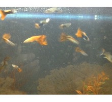 Продам аквариумных рыбок ! - Аквариумные рыбки в Севастополе
