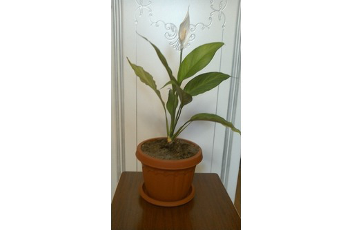 Продам комнатный цветок спатифиллум - Саженцы, растения в Севастополе