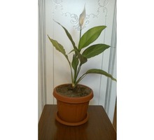 Продам комнатный цветок спатифиллум - Саженцы, растения в Севастополе