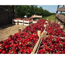Приглашаем на работу по сбору урожая черешни! - Сельское хозяйство, агробизнес в Симферополе