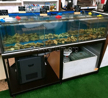 Витрина аквариум для устриц, крабов, омаров, гребешков, морепродуктов. Продажа и изготовление в Ялте - Продажа в Ялте
