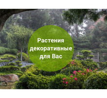 ​«Изобильный питомник» - отборные деревья и кусты для создания уникального ландшафта - Ландшафтный дизайн в Крыму
