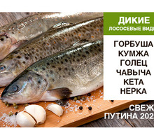 Свежемороженая рыба, широкий выбор - Продукты питания в Крыму