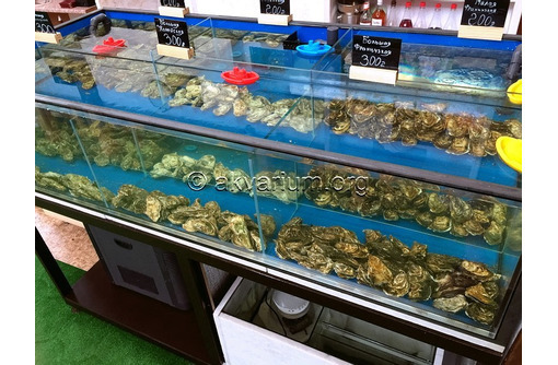 Витрина аквариум для устриц, крабов, омаров, гребешков и морепродуктов. Продажа и изготовление - Продажа в Севастополе