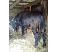 Продам быка черной масти на мясо - Сельхоз животные в Джанкое