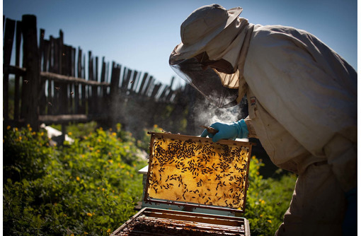 Натуральный мёд разнотравья и продукты пчеловодства - Товары для здоровья и красоты в Черноморском