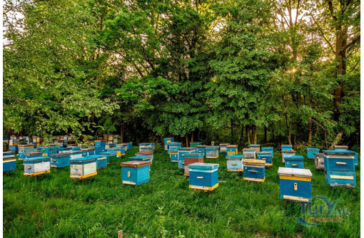 Натуральный мёд разнотравья и продукты пчеловодства - Товары для здоровья и красоты в Черноморском
