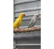 Ожереловый попугай - Птицы в Крыму