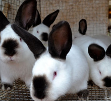 Продам калифорнийских кроликов - Сельхоз животные в Севастополе
