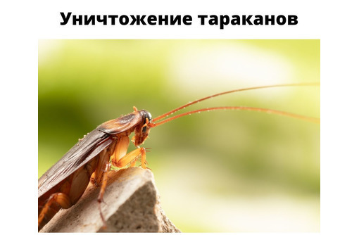 Уничтожение тараканов АЛУПКА - Клининговые услуги в Алупке