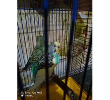 Пара волнистых попугаев - Птицы в Евпатории