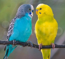 Молодые волнистые попугаи - Птицы в Крыму