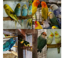 Продам молодых попугаев: неразлучники, какарики, волнушки, кореллы - Птицы в Крыму