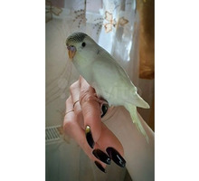 Волнистые попугайчики различных окрасов - Птицы в Крыму