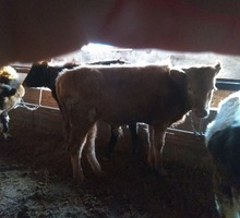 Продам бычков возраст 6-7 месяцев отличный вариант на откорм - Сельхоз животные в Евпатории