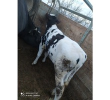 Продам тëлочку 4 мес от очень хорошей молочной коровы - Сельхоз животные в Евпатории
