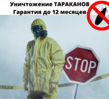 Уничтожение от тараканов с Гарантией в Севастополе - Клининговые услуги в Севастополе