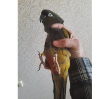 Патагонский попугай - Птицы в Симферополе