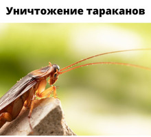 Уничтожение тараканов в Черноморском - Клининговые услуги в Черноморском
