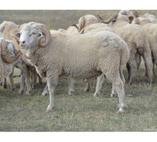 СРОЧНО!!!! Продам барашек - Сельхоз животные в Симферополе